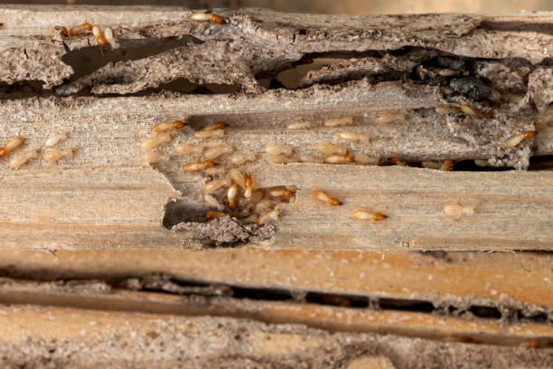 Best Best Pest Control Companies  in Margate, FL